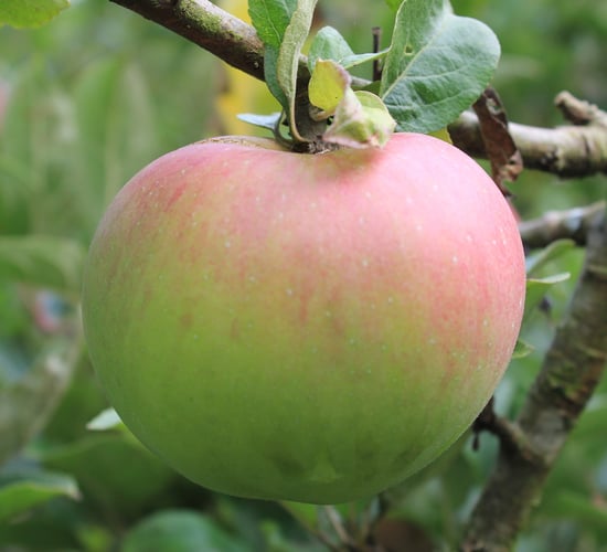 Minister to open conference on diversity in food system
