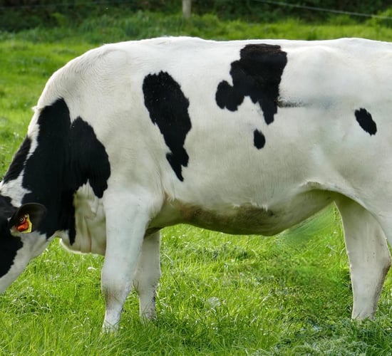 Noreen family 'hot trade' at Mohoncross sale