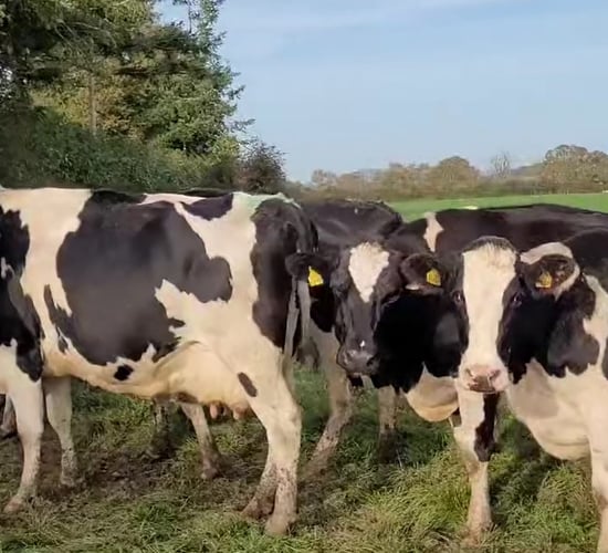 Dispersal sale of Tullow Hill pedigree registered herd