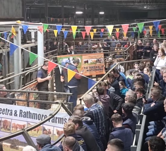Video: Top-priced heifer sells for €10,300 at Tateetra sale