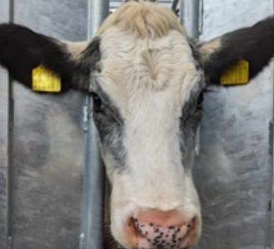 Appeal for information after calves beheaded in UK
