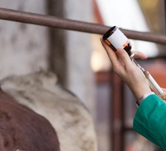 NI vet pay strike to disrupt ports and abattoirs