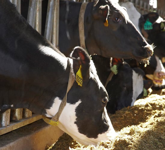 Giving your cows the best chance with trace minerals