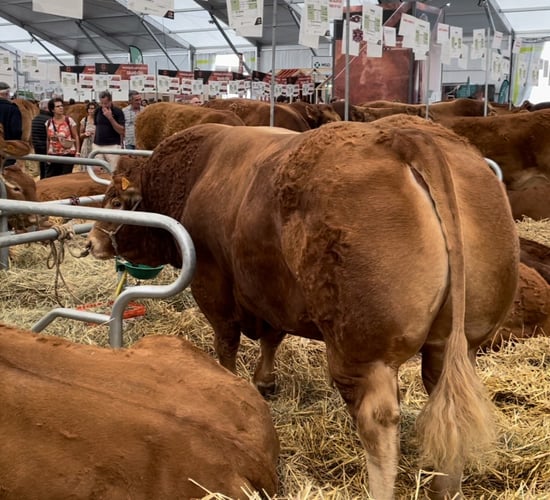 Video: Breed championships in the home of Limousin cattle