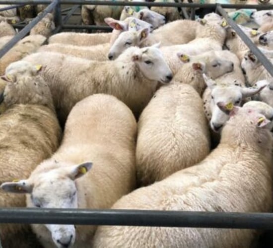 Sheep kill: Throughput of spring lambs crosses 1 million mark