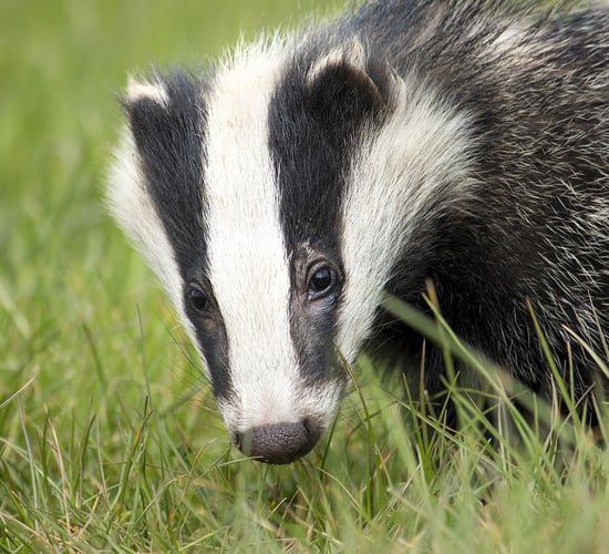 DAFM seeks researchers to examine role of badgers in bovine TB