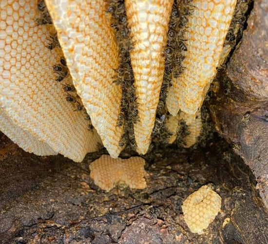 Galway university 'buzzing' after bee research team given support
