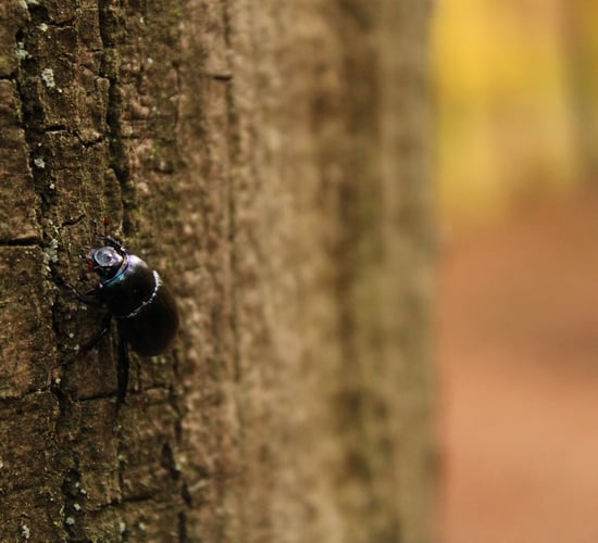 Oireachtas committee to discuss threat posed by bark beetle