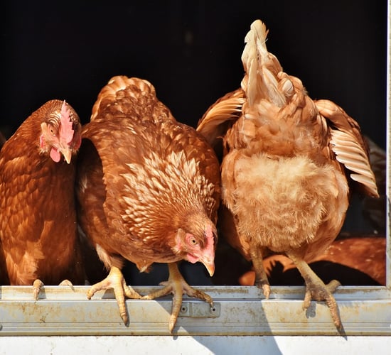 All-island housing order for poultry in place due to bird flu risk