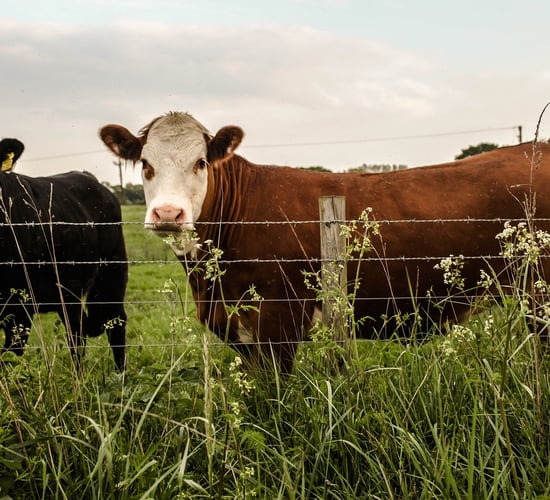 TB: Over 4,800 herds bought in cattle in previous two years prior to restriction