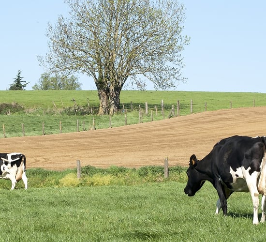 FMD: Slovakia and Hungary both see further outbreaks this week