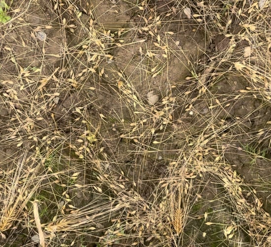 277 applicants for the Unharvested Crop Support Scheme