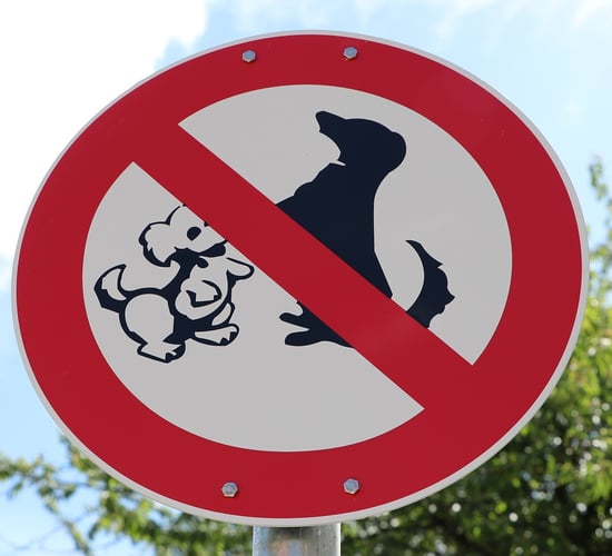 New 'dog control notices' under consideration - minister