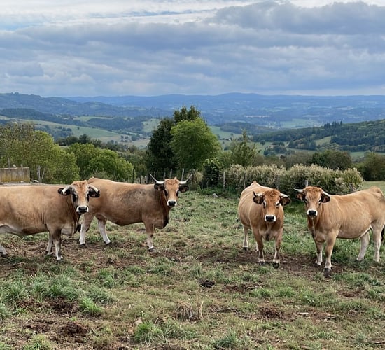 Video: Breeding Aubrac cattle high up in the hills of France