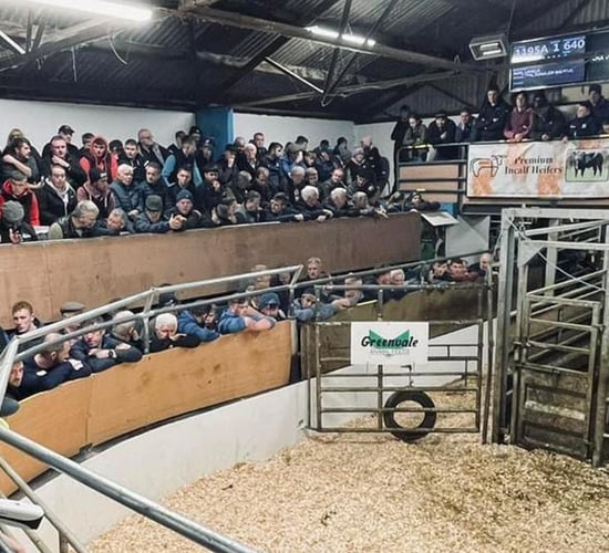 Top price of €6,100 at special in-calf suckler sale in Tuam