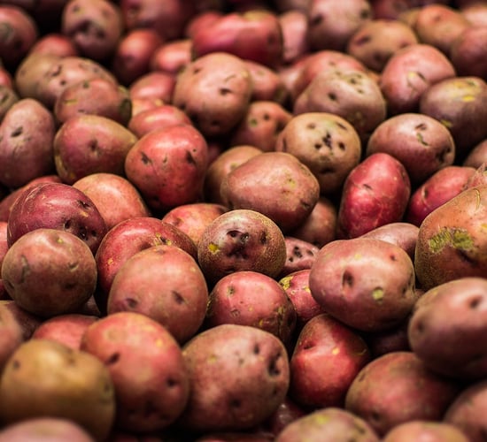 2023 potato harvest 'worst in recent memory'