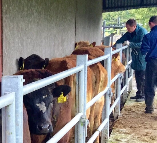 Farmers and vets urged to be vigilant of EHD cattle disease