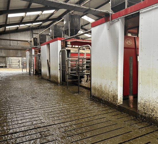 Dairy Focus: Labour issues lead brothers to switch to Lely robots