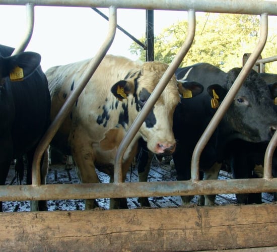 Video: How much will it cost to finish bullocks this winter?