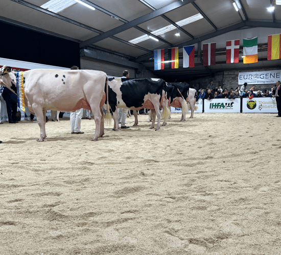 Eedy Holsteins claim AXA National Dairy Show title