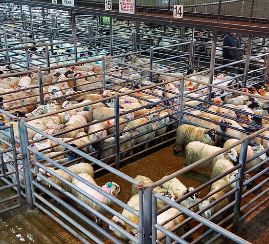 Heavy lambs fetching €140/head at Kenmare Mart