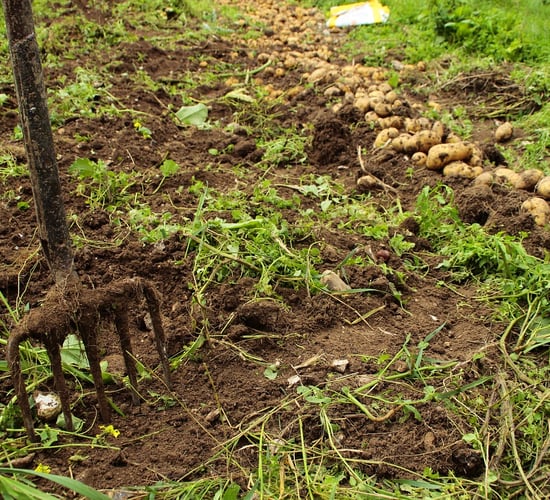 Met Éireann issues advisory for potato blight later in week