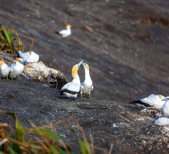 Study: Some wild birds develop immunity to avian flu