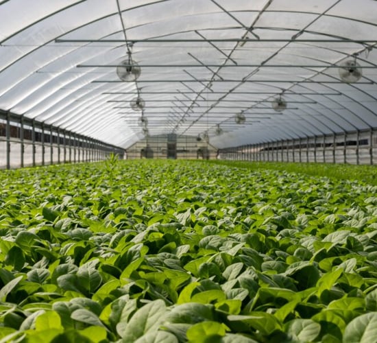 Copa Cogeca opposed to packaging restriction for fruit and veg