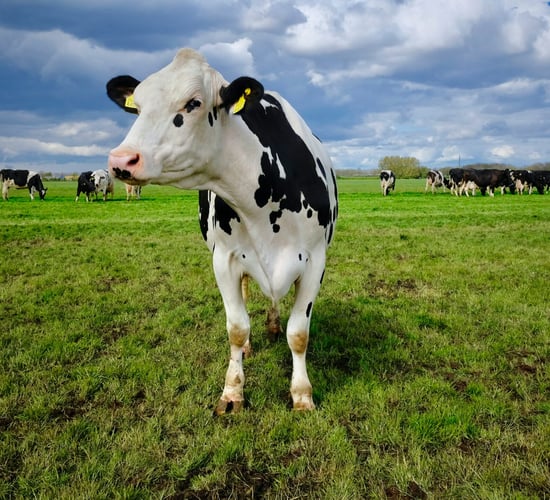 Survey: Support for cut to national cattle herd to reduce GHG emissions