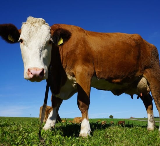 Dairy Women Ireland conference taking place in Co. Kildare