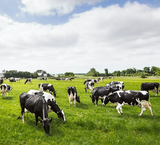 DAFM recruiting for new head of agri-food sectoral policy