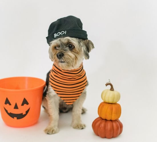 ISPCA gives safety tips for pets ahead of Halloween
