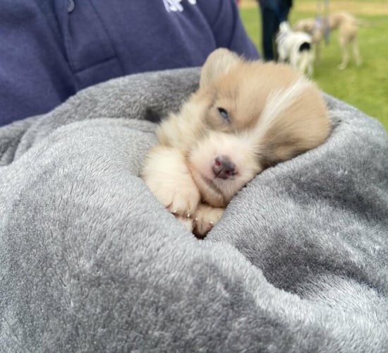 ISPCA launches 'Cruelty No More' campaign