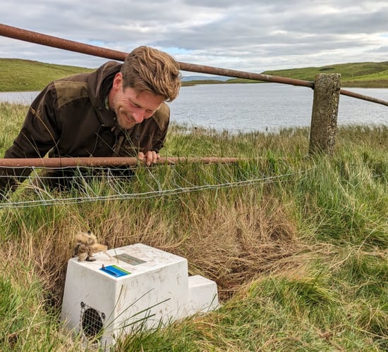 Traps to catch ferrets placed on Rathlin Island