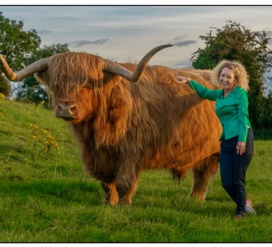 Show and sale of 'rare breed' cattle event set for Stranorlar