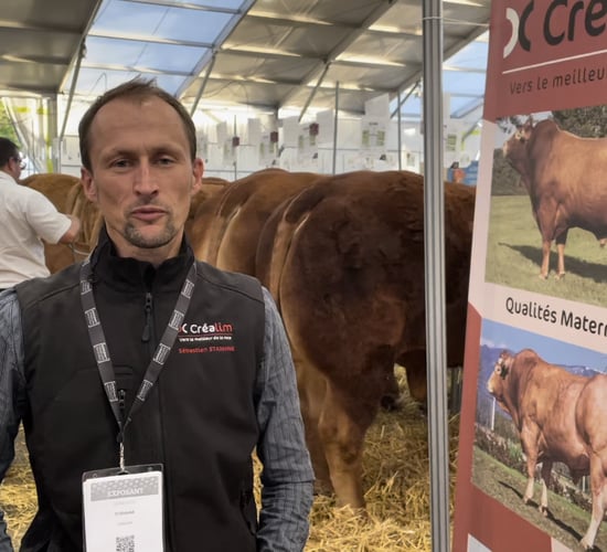 Video: French firm supplying Limousin genetics to Ireland