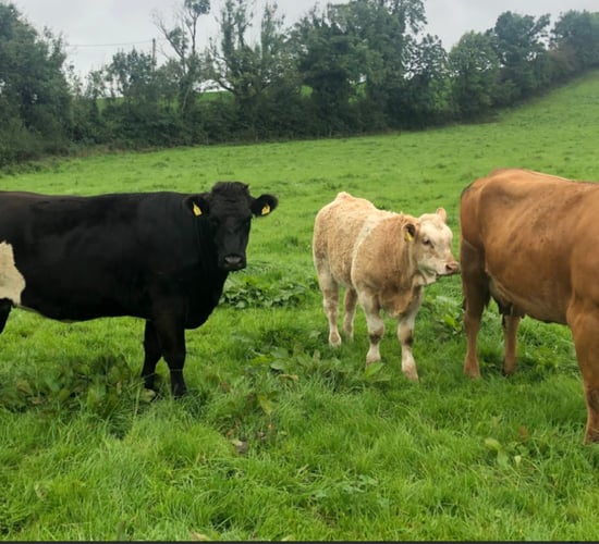 TD says her hopes of sons staying in suckler farming 'are dwindling'