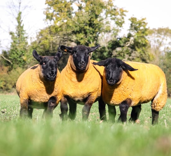 Athenry Mart to host sale of pedigree Suffolk sheep