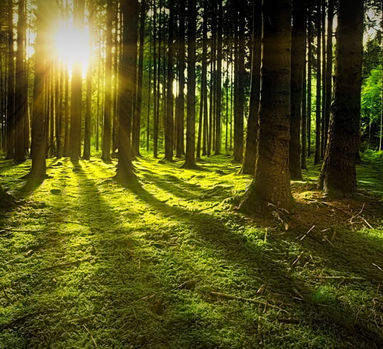 Senator calls for strong engagement on forestry skills training
