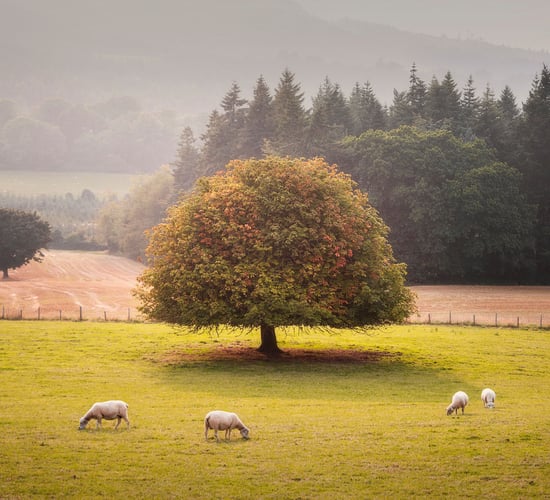 Victories for Wicklow and Cork in forest photo competition