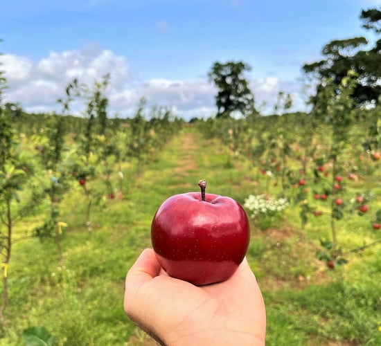 'The perfect apple' claims top honours in photo competition