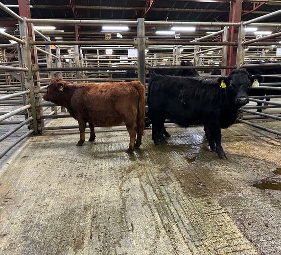 Mart report: Donegal Dexter Cattle Group annual sale