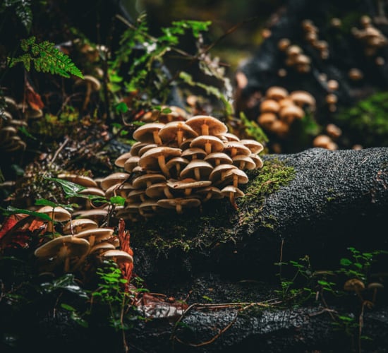 Galway winner of photo competition on 'trees and biodiversity'