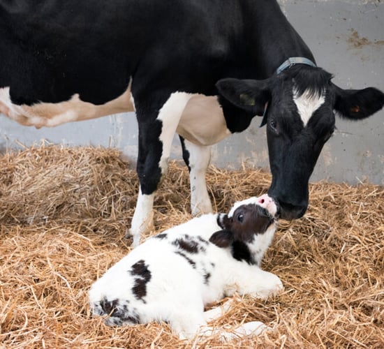 Spend less time creating a smoother transition dry cow period