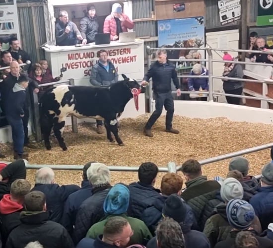 Belgian Blue weanling makes €21,500 at Carrick Winter Fair