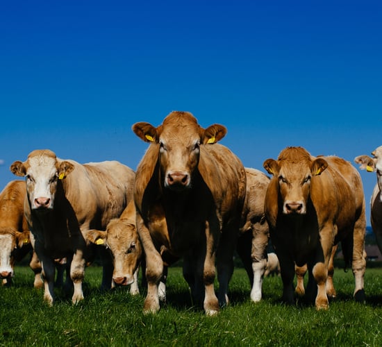 EU officially registers Irish Grass Fed Beef PGI