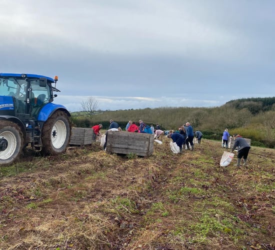 Over 60 volunteers help harvest beetroot crop in Cork