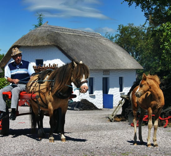 Initiative promotes one of  country's rarest pony breeds