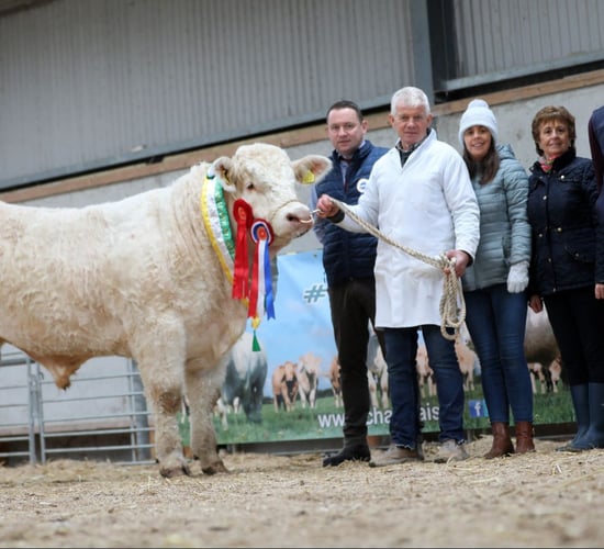 Top price of €9,000 at Tullamore Charolais bull sale