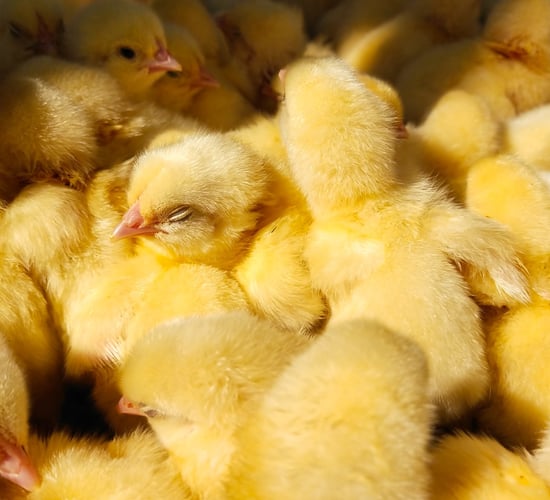 Dutch company secures €40m loan to end culling of male chicks